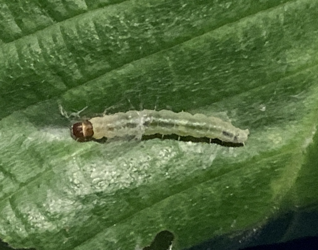 Spring Dead-leaf Roller Moth