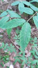 Lonicera nigra