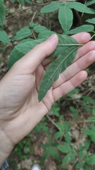 Lonicera nigra