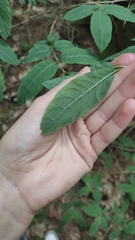 Lonicera nigra