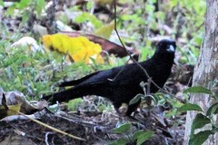 Corvus moneduloides
