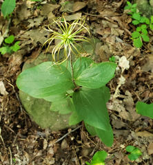 Clematis ochroleuca