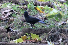 Corvus moneduloides
