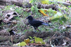 Corvus moneduloides