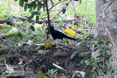 Corvus moneduloides