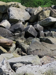 Hydropunctaria maura