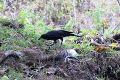 Corvus moneduloides