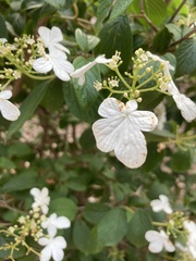 Viburnum