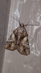 Catocala pretiosa