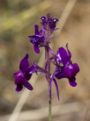 Linaria elegans
