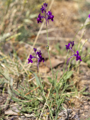 Linaria elegans