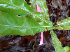 Macadamia tetraphylla