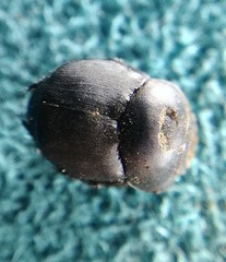 Boreocanthon simplex