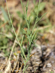 Linaria elegans