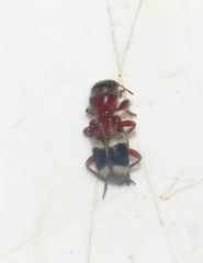 Clerinae