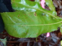 Macadamia tetraphylla