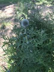 Echinops sphaerocephalus