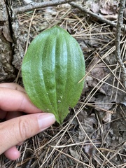 Cypripedium acaule
