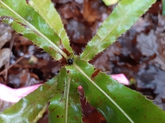 Macadamia tetraphylla