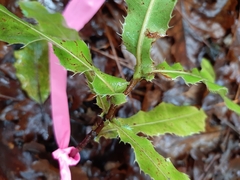 Macadamia tetraphylla