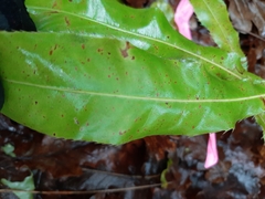 Macadamia tetraphylla