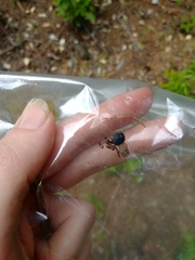 Boreocanthon simplex