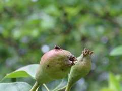 Anthonomus quadrigibbus