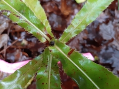 Macadamia tetraphylla