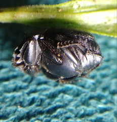 Boreocanthon simplex