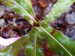 Macadamia tetraphylla