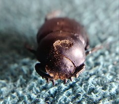 Boreocanthon simplex