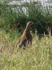 Pternistis rufopictus