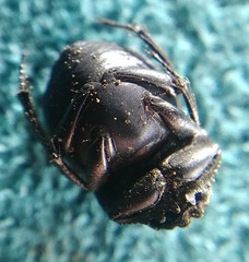 Boreocanthon simplex