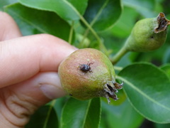 Anthonomus quadrigibbus