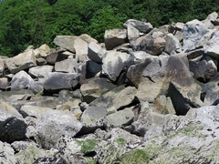 Hydropunctaria maura