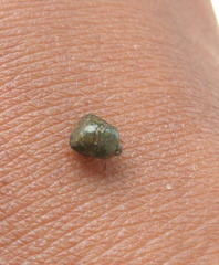 Megacopta punctatissima