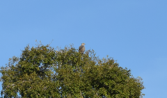 Buteogallus coronatus