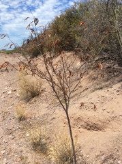 Acaciella