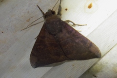 Ophisma