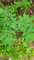 Lonicera nigra