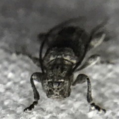 Ecyrus