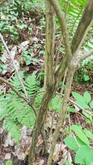 Lonicera nigra