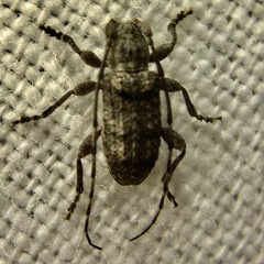 Ecyrus