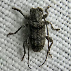 Ecyrus