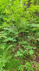 Lonicera nigra