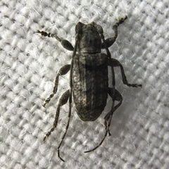 Ecyrus