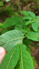 Lonicera nigra