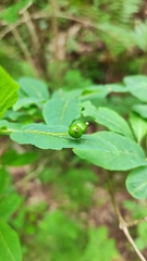 Lonicera nigra