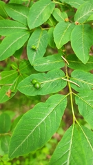 Lonicera nigra