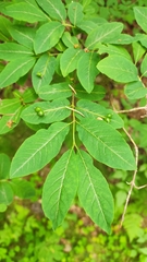 Lonicera nigra